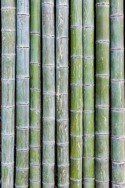 Radeau en bambou