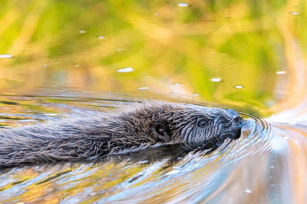 Photo gratuite ragondin gris nageant dans un lac pendant la journée