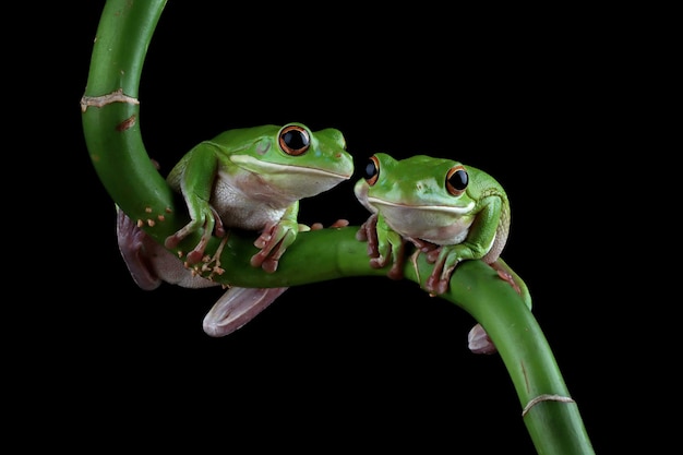 Photo gratuite rainette aux lèvres blanches litoria infrafrenata sur les feuilles vertes