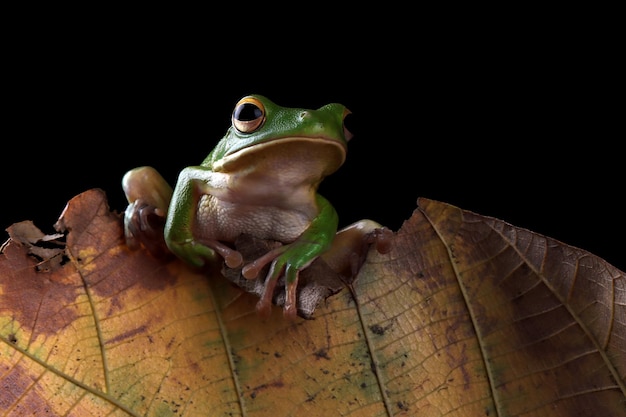 Photo gratuite rainette aux lèvres blanches litoria infrafrenata sur les feuilles vertes