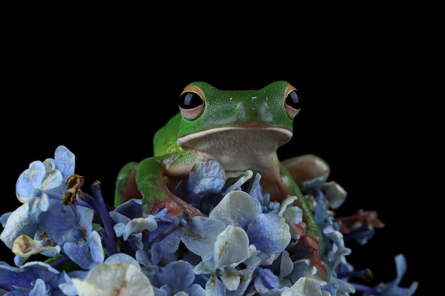 Photo gratuite rainette aux lèvres blanches litoria infrafrenata sur fleur sur fond noir