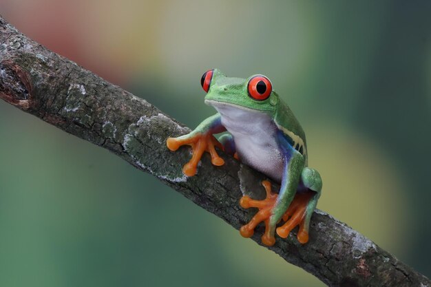 Rainette aux yeux rouges assis sur une branche