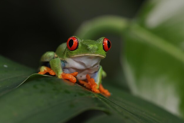 Rainette aux yeux rouges assis sur des feuilles vertes