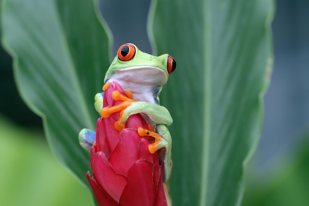 Photo gratuite rainette aux yeux rouges assis sur des feuilles vertes