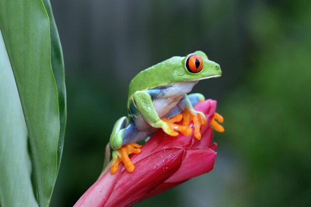 Rainette aux yeux rouges assis sur des feuilles vertes