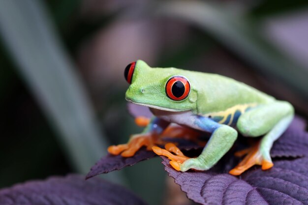 Rainette aux yeux rouges assis sur des feuilles vertes