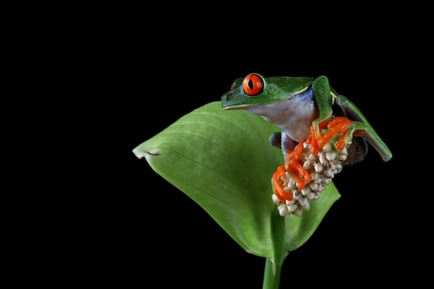 Rainette aux yeux rouges assis sur des feuilles vertes