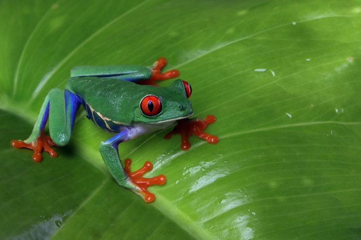 Photo gratuit rainette aux yeux rouges assis sur des feuilles vertes