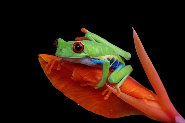 Rainette aux yeux rouges assis sur des feuilles vertes