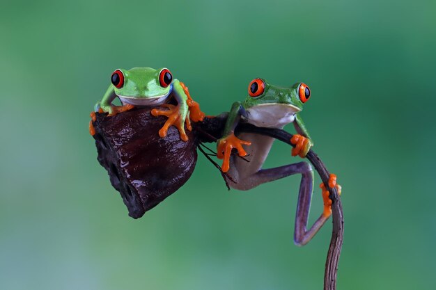 Rainette aux yeux rouges assis sur des feuilles vertes