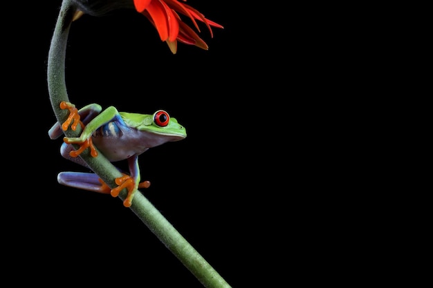 Rainette aux yeux rouges assis sur des feuilles vertes