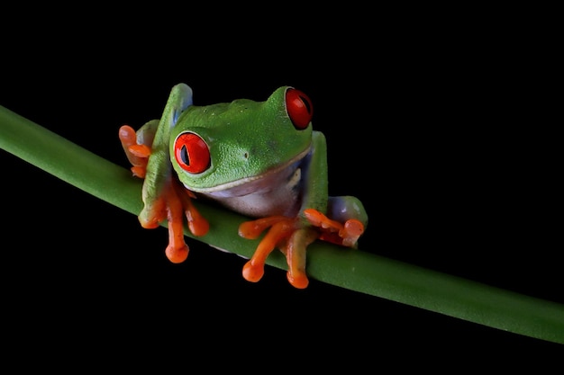 Rainette aux yeux rouges assis sur des feuilles vertes