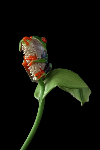 Photo gratuite rainette aux yeux rouges sur des feuilles vertes sur fond noir