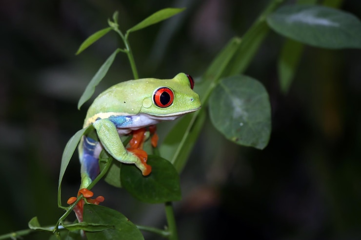 Photo gratuit rainette aux yeux rouges gros plan sur les feuilles