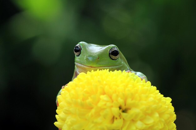 Rainette blanche australienne sur fleur jaune