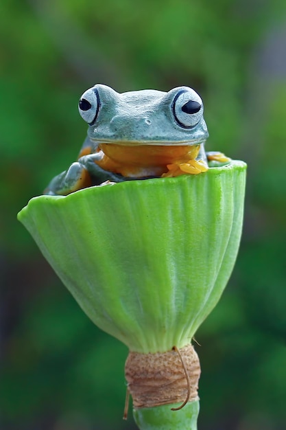 Photo gratuite rainette de java assis sur un bourgeon de nénuphar