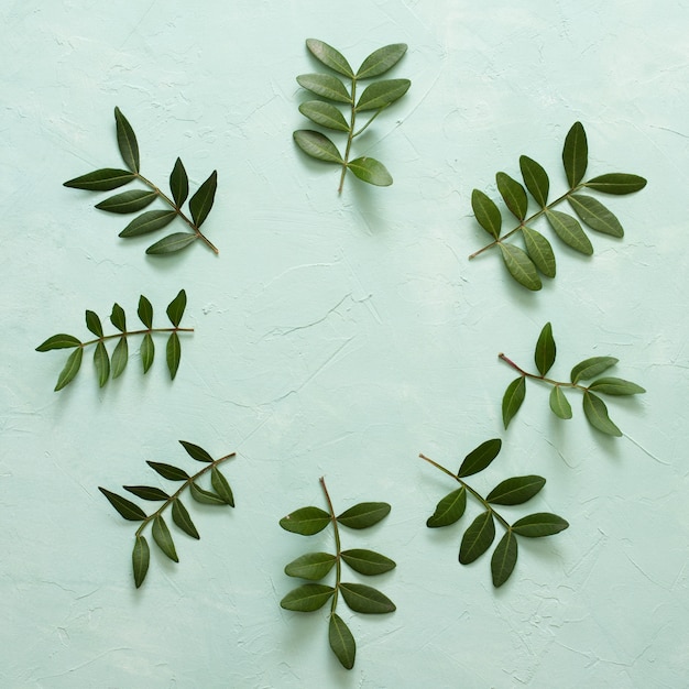 Rameau de feuilles vertes disposées dans un cadre circulaire sur une surface vert pastel