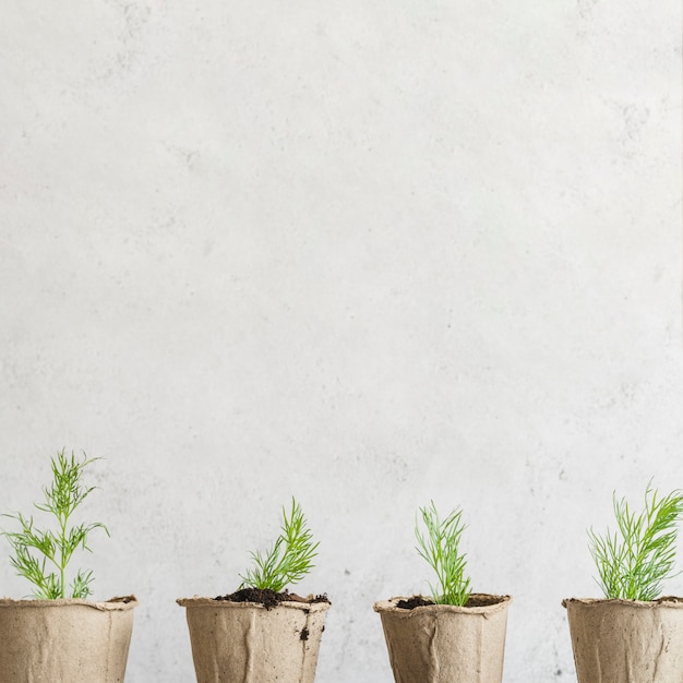 Photo gratuite rangée d'aneth cultivé dans les pots de tourbe contre un mur de béton