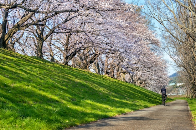Photo gratuite rangée d'arbres en fleurs de cerisier au printemps, kyoto au japon.