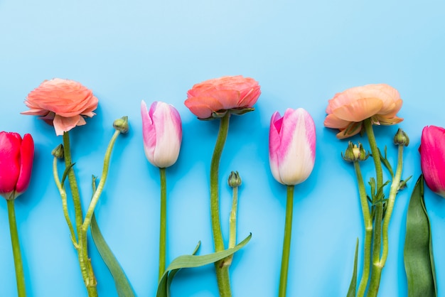 Rangée de douces fleurs fraîches sur les tiges