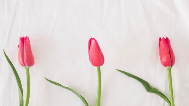 Rangée de fleurs roses sur des tiges à feuilles vertes