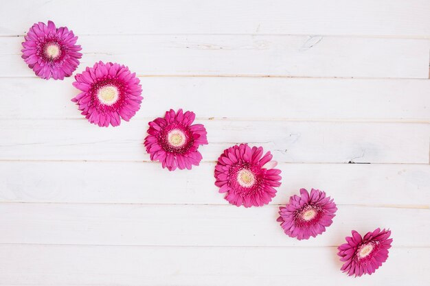 Photo gratuite rangée de fleurs violettes