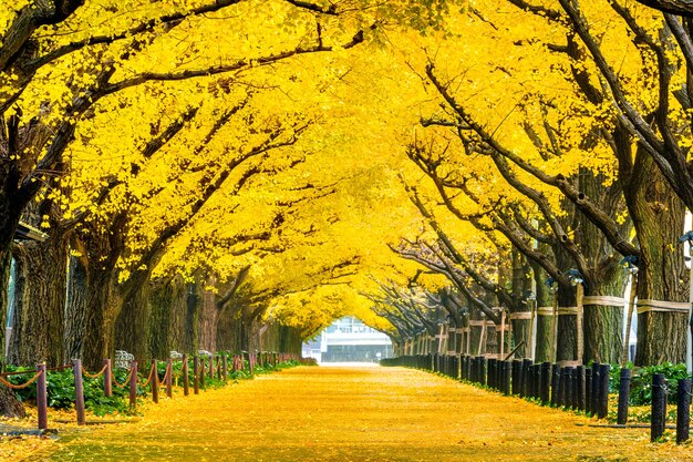 Rangée de ginkgo jaune en automne. Parc d'automne à Tokyo, Japon.