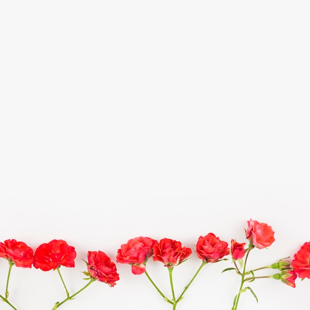 Rangée de roses rouges fond blanc