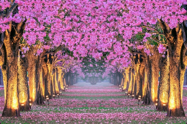 Rangées d'arbres de belles fleurs roses.