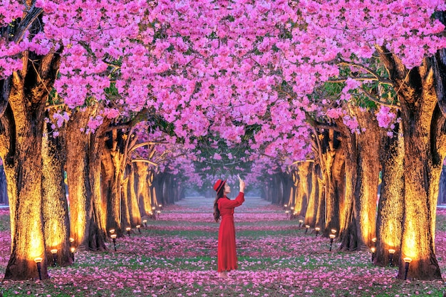 Photo gratuite rangées d'arbres de belles fleurs roses.