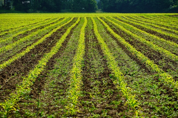 Des rangées de cultures agricoles sur le terrain