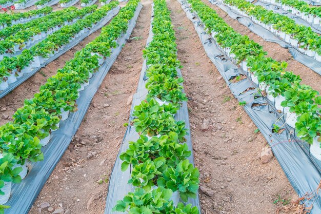 Des rangées de fraises.