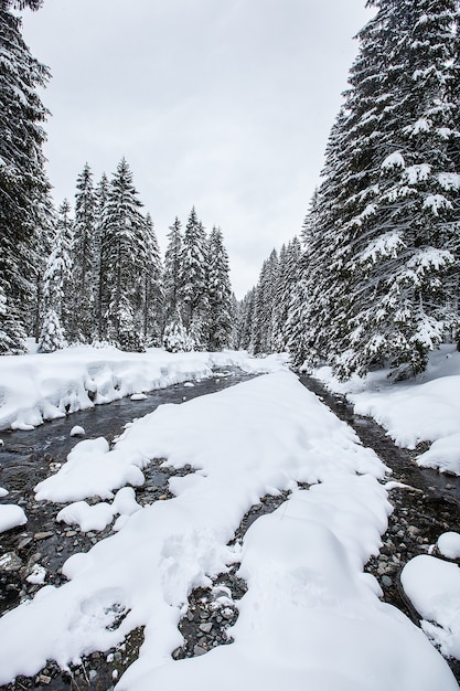 Rapides turbulents de la rivière dans la forêt pittoresque en hiver. Paysage magique