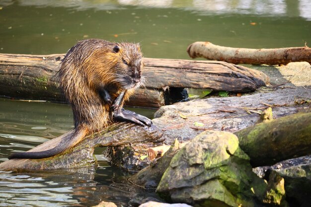 Rat musqué debout sur du bois coupé à côté de la rivière