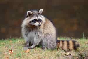 Photo gratuite raton laveur dans un parc à montréal canada