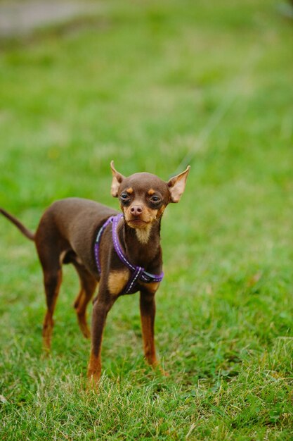 Ratter mignon de Prague jouant dehors pendant la journée