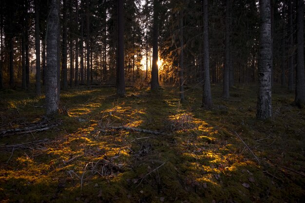 Rayons du soleil illuminant la forêt sombre avec de grands arbres
