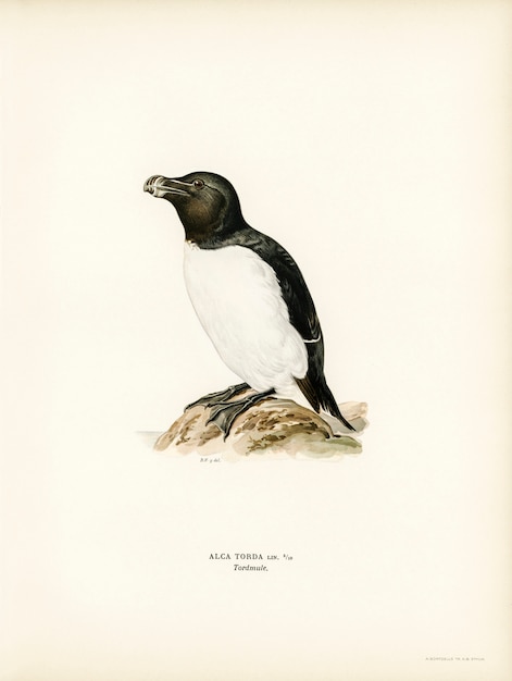 Razorbill (Alca torda) illustré par les frères von Wright.