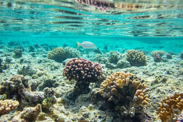 des récifs coralliens