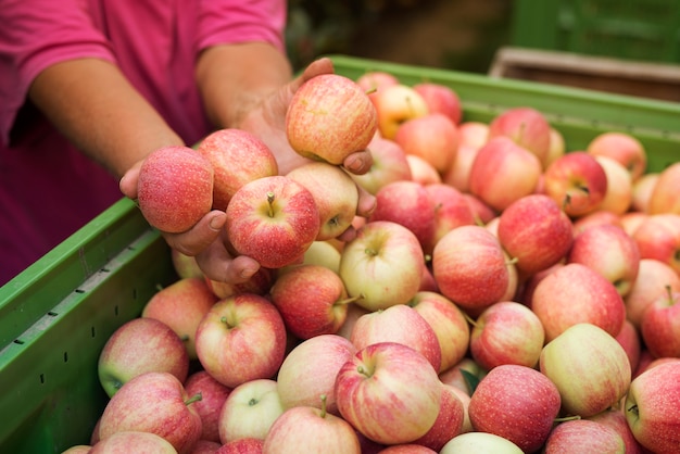Récolte de fruits de pomme dans le verger