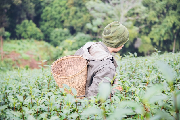 Récolte d&#39;un homme / cueillette de feuilles de thé vert au champ de thé de haute terre à Chiang Mai, Thaïlande