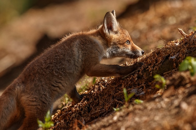 Photo gratuite red fox vulpes vulpes à forêt européenne