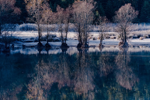 Reflet des arbres dans le lac pendant la journée