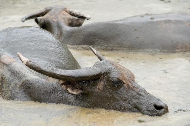 Regard de bison thai assis sur la boue