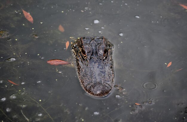 Regard direct sur le visage d'un alligator dans le bayou.