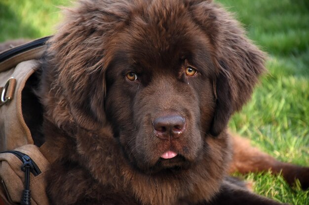 Regard direct sur le visage d'un newfie marron avec un sac à dos