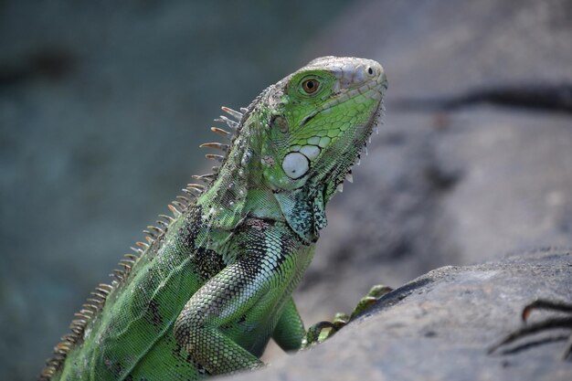 Regarder dans l'œil d'un iguane vert