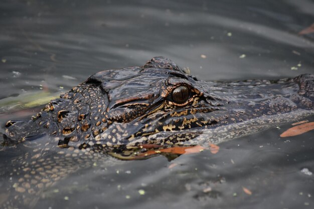 Regarder directement dans l'œil d'un alligator