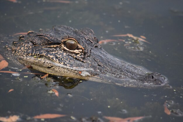 Regarder le visage d'un alligator en Louisiane.
