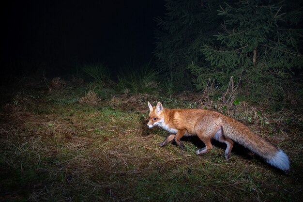 Renard roux pendant la nuit